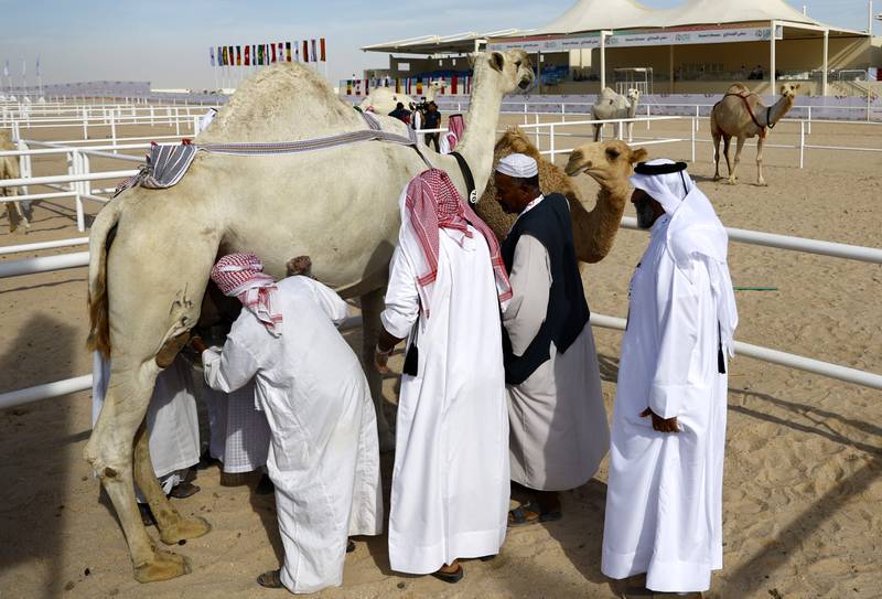 A camel is inspected by judges