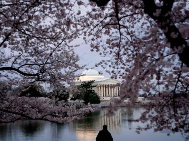 Washington’s cherry blossoms bloom as tourists flock to US capital