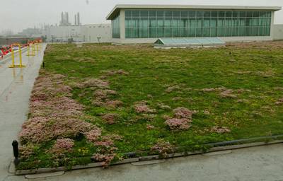 The new Ford Motor Company Rouge Center's 10.4 acre living roof, as
seen June 11, 2003, on top of the Dearborn truck plant final assembly
building. Planted with a drought-resistant groundcover called sedum,
the living roof is the largest of its kind in the world. Covered with
creeping grass and growing water runoff, the greenroof will save money
by helping to regulate the factories temperature. The new facility, set
to open next year with the production of the new F150 pickup, sits next
to the massive Rouge Industrial Center opened in 1927 by automotive
pioneer Henry Ford. REUTERS/Rebecca Cook

RC/ME - RP3DRIQLKAAA