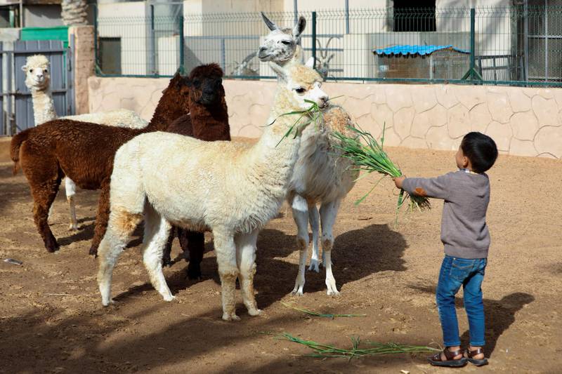 A  young member of the Diab family feeds llamas at the family's farm in Tripoli, Libya. Reuters