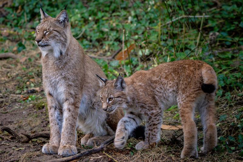 A four-month-old lynx walks beside its mother as it explores its home in the Bear Wood exhibit at the Wild Place Project in Bristol. PA