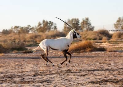 The Arabian oryx is on the UAE's latest Red List for endangered animals. Reuters