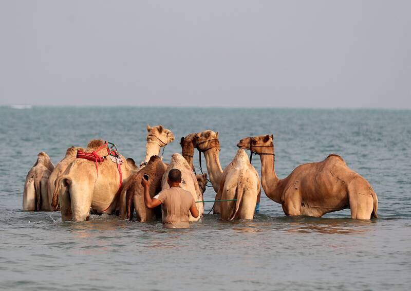 Aquatic exercise is gentle on the joints of the young camels