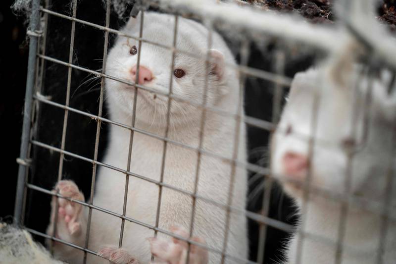 Minks, like those seen here, are farmed across the US for their fur. AFP