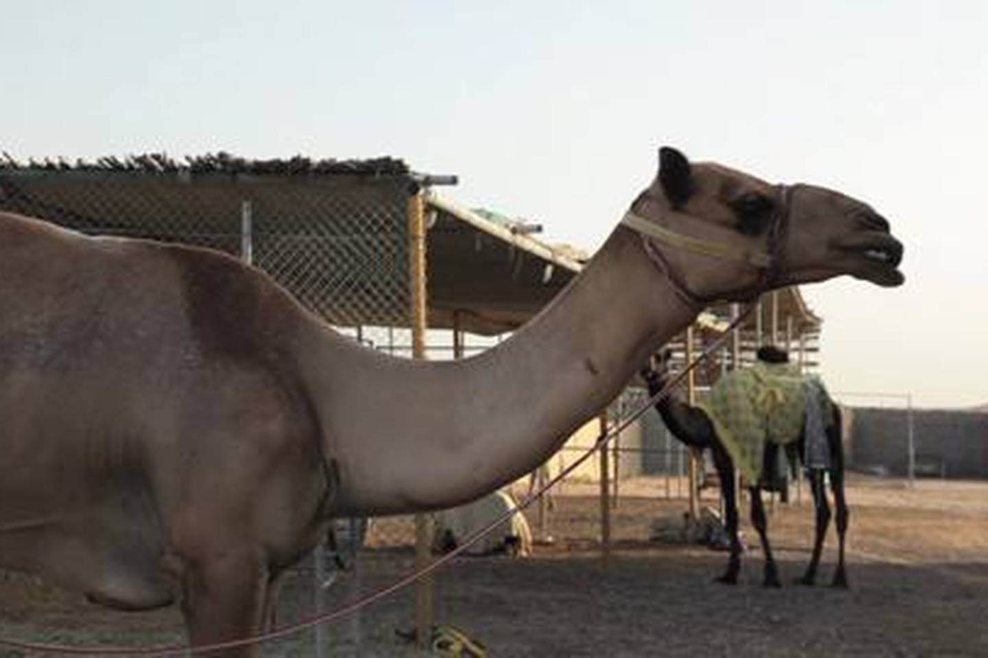 Video: Dubai camels pick the winners of World Cup matches