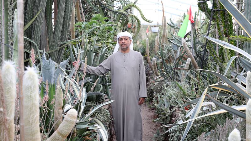 Obaid Rashid Al Mazrouei, 54, with part of his cactus collection, in Ras Al Khaimah's Asimah Valley. All photos: Pawan Singh / The National