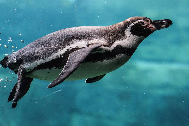 A Humboldt Penguinat its enclosure at the Frankfurt am Main Zoo, Germany. EPA
