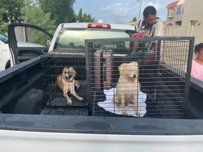 Volunteers rescue dogs from a villa in Fujairah after heavy rain caused flash flooding in the emirate. All photos: Animals and Us