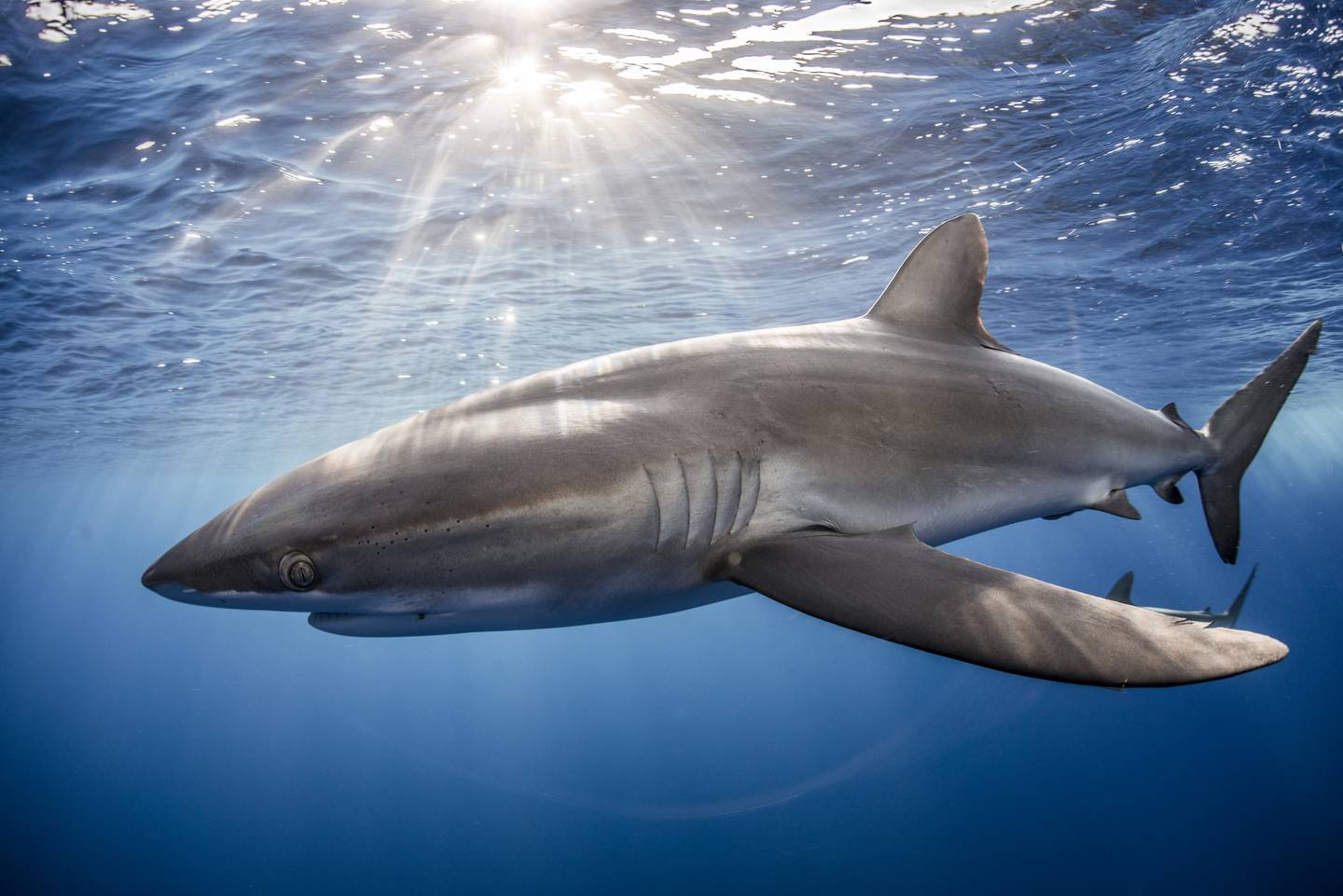 The silky shark (Carcharhinus falciformis) was the second most common type of shark found in the pet food tested.  Photo: Getty Images