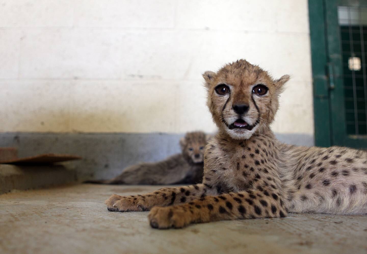 June 13, 2010/ Al Ain/ The Al Ain Zoo has received a few cheetah cubs that somebody was trying to smuggle into Dubai. Out of the 15 cheetahs smuggled in 10 have died June 13, 2010. (Sammy Dallal / The National)

