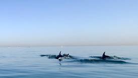Lack of noise brings rare dolphin pod closer to Dubai coast 