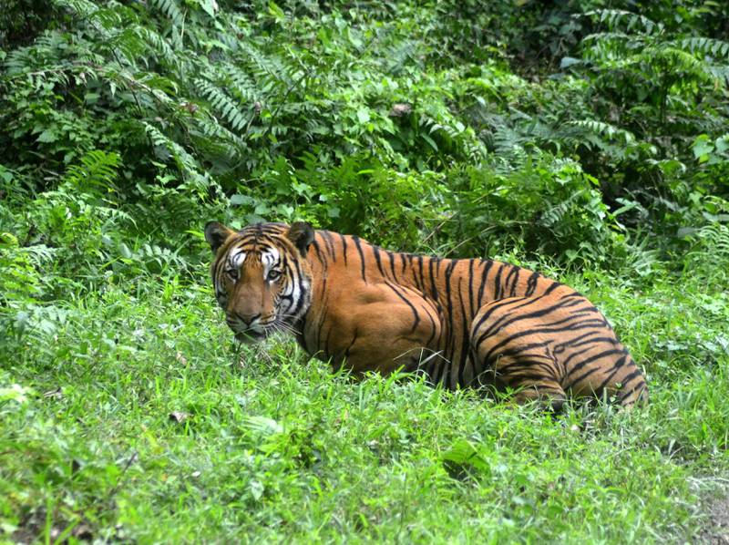 A tiger pauses while crossing a jungle clearing in Kaziranga National Park, in India's north-eastern Assam state. AFP