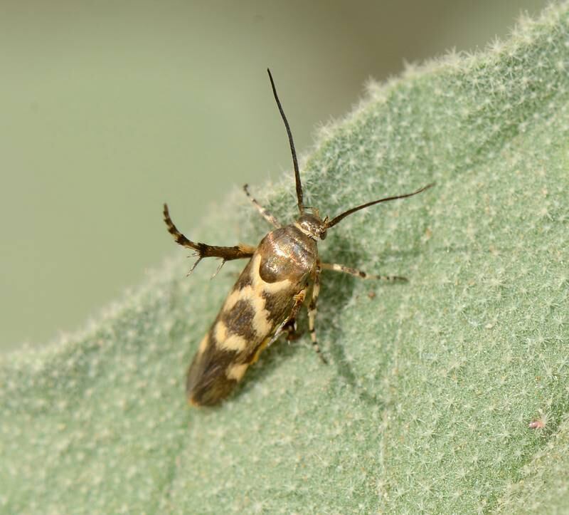 Eretmocera hafeetensis has a metallic brown-colour with pale markings. Photo: Huw Roberts