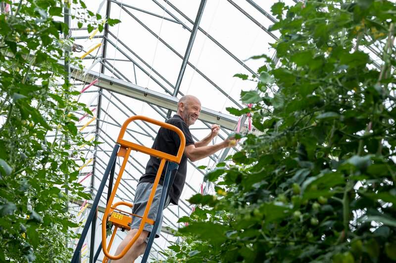 A grower checks the health of a tomato crop at Tomato World in the Netherlands, which a UAE delegation is visiting this week. Photo: Rolf van Koppen