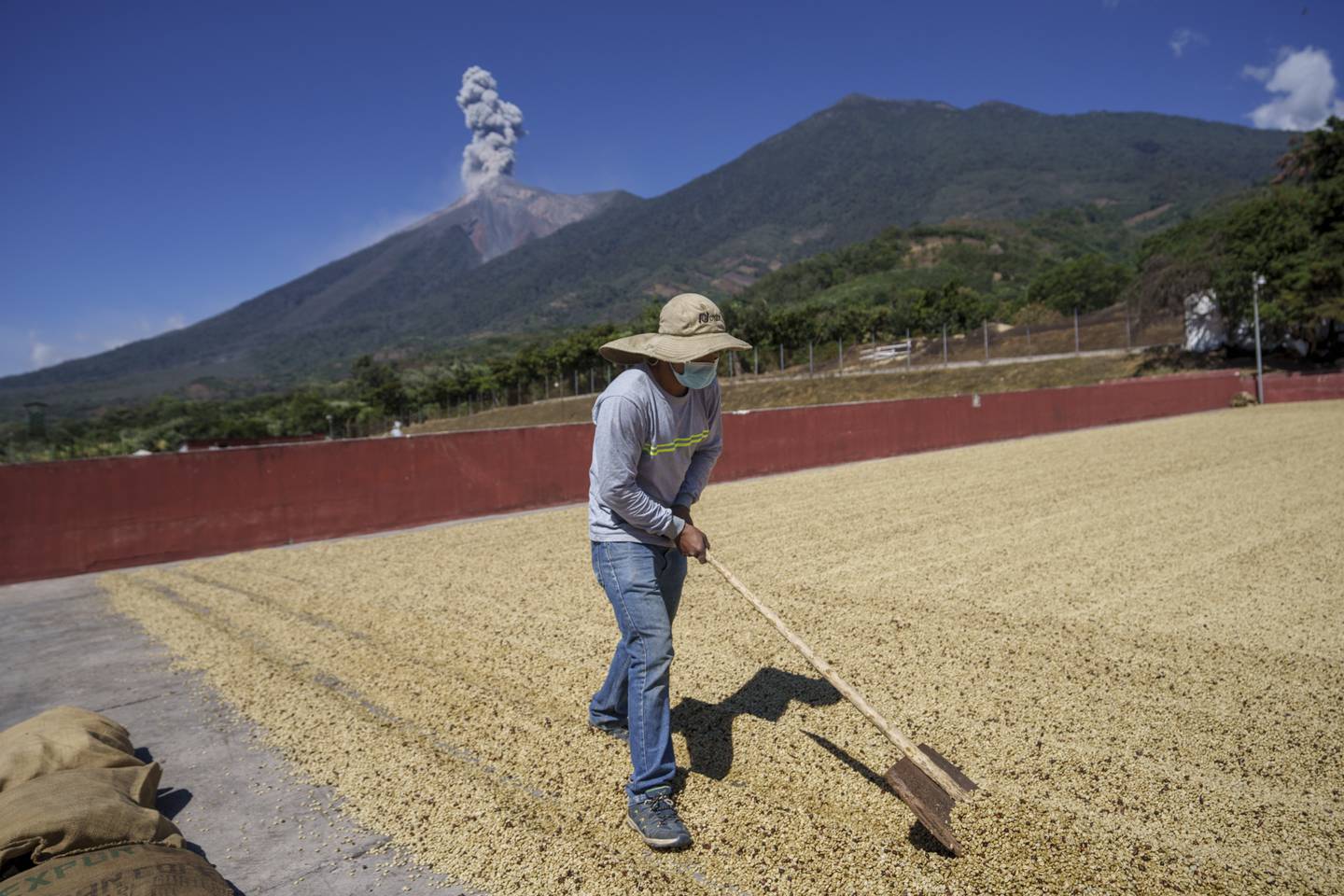 A worker turns coffee beans that are drying in the sun in Guatemala. AP