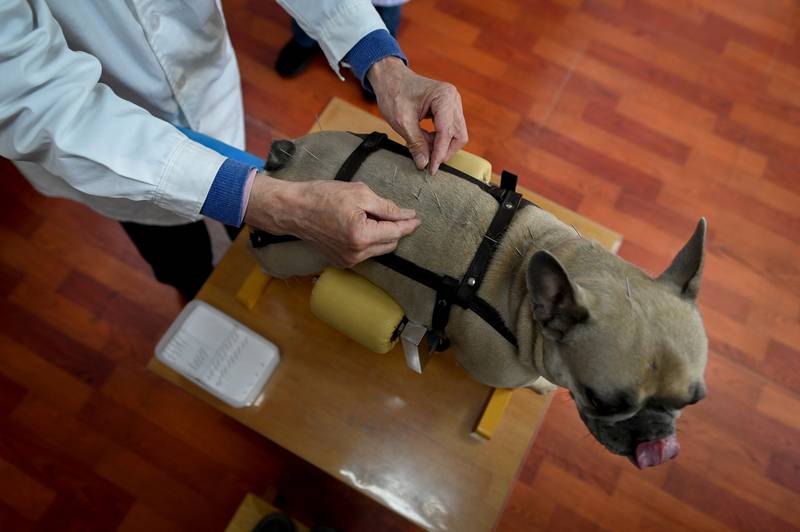 The acupuncture market for animals remains limited in China but the practice is gaining popularity.