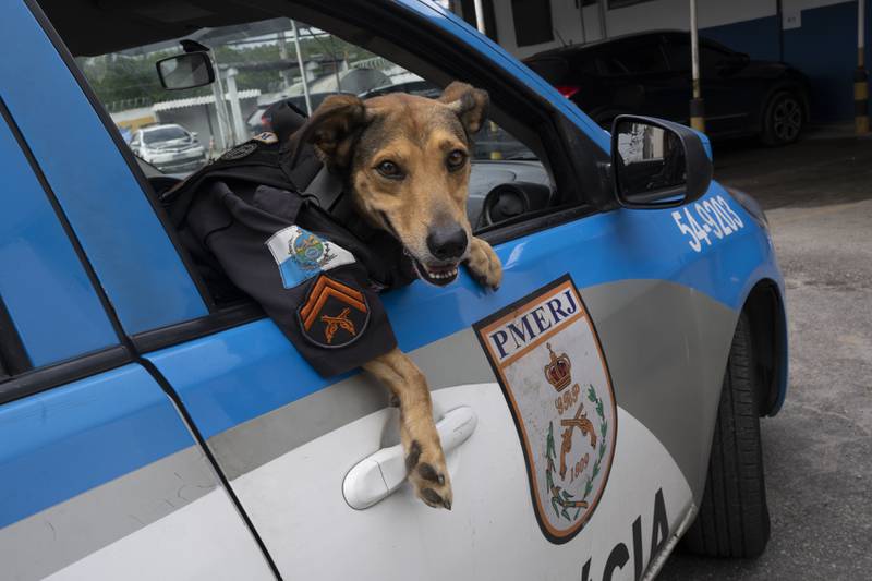 'Officer Olveira', a stray dog adopted by Brazilian police and used for campaigns, peers from a patrol car in Rio de Janeiro. AP