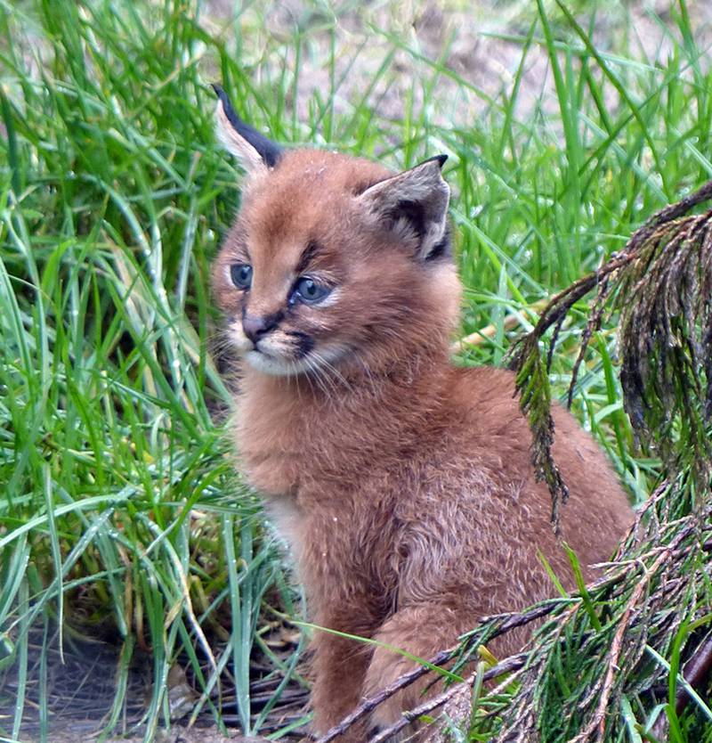 A lynx kitten. Photo: Exmoor Zoo