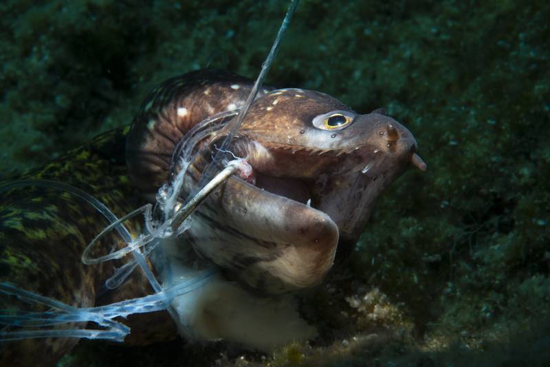 Winner of Conservation Photographer of the Year, Kerim Sabuncuoglu: A dead moray eel on an abandoned fishing line in Bodrum, Turkey