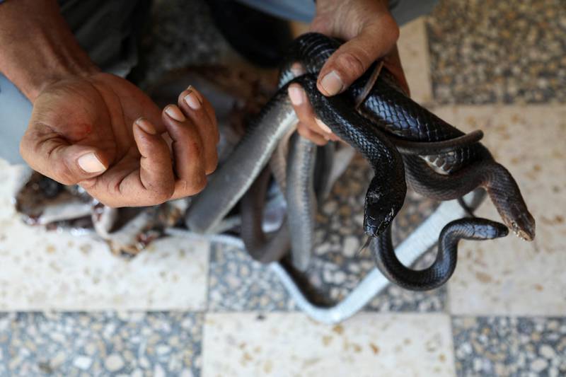 Yaseen, 55, lives in Jordan's Irbid province and has a number of snakes at his home.
