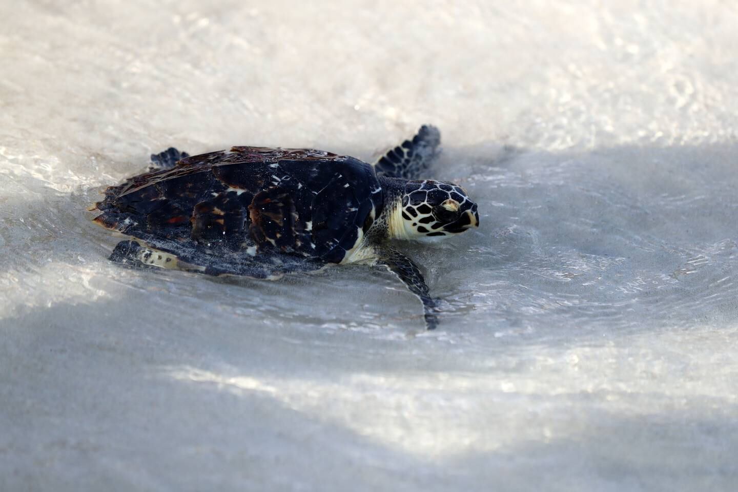 A turtle makes its way back into the wild at Jumeirah Al Naseem. Chris Whiteoak / The National