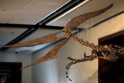 The fossils of the Pteranodon and Plesiosaur date to the late Cretaceous and lower Jurassic periods, more than 83 million years ago. EPA