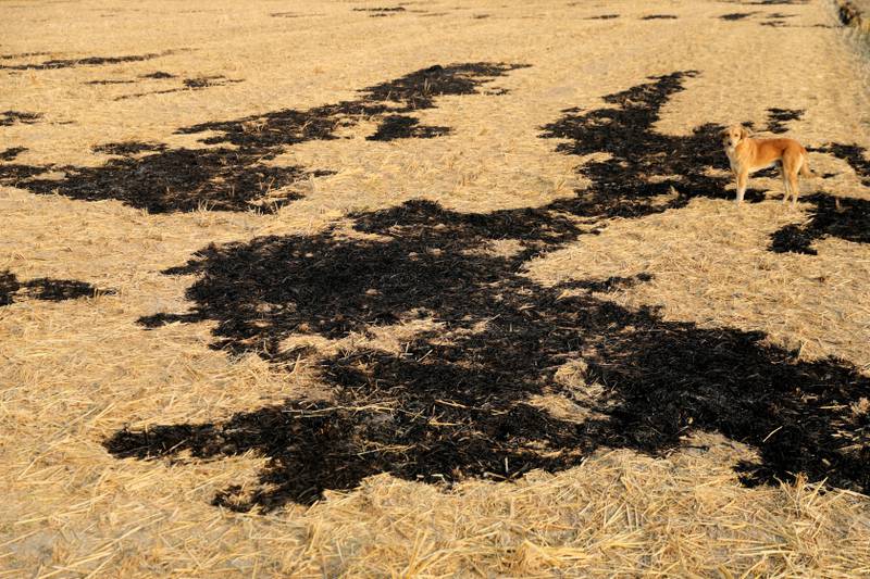 A rice field in which stubble was burnt in Haryana. India's new ethanol plant will also help in the disposal of rice crop-waste, which is a major source of air pollution when farmers burn stubble. Reuters
