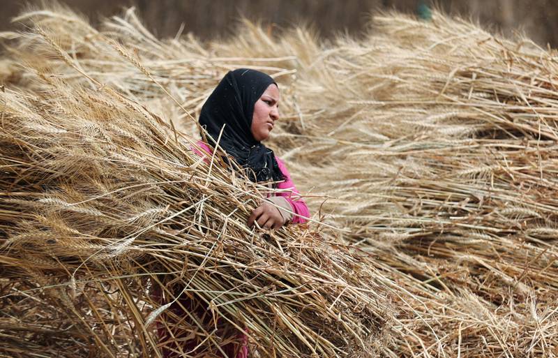 A farmer harvests wheat crop on a field in the El-Menoufia governorate, north of Cairo, Egypt  May 1, 2019. REUTERS/Mohamed Abd El Ghany