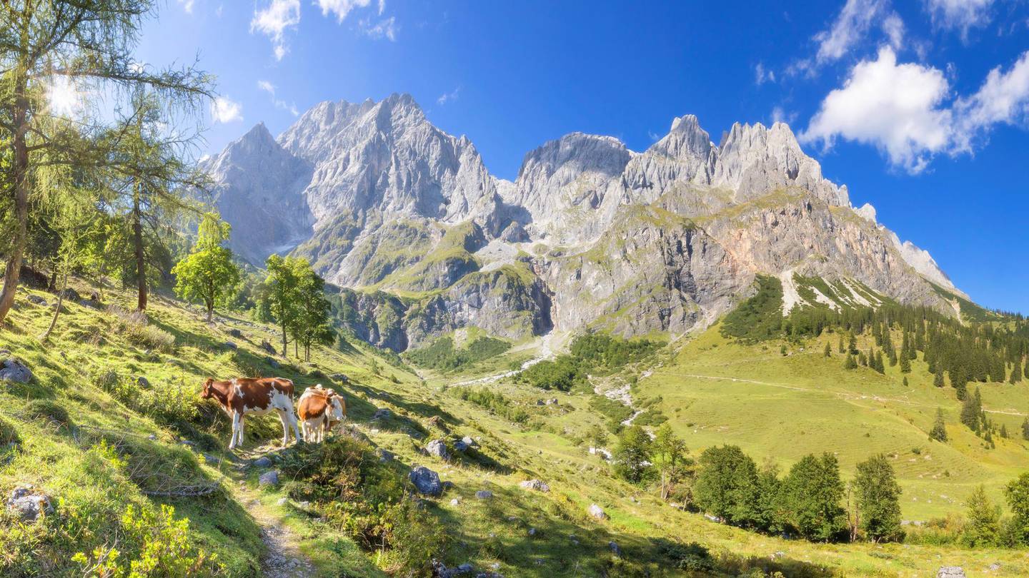 Mandelwand at Hochkönig - Austria, European Alps, Mountain, Mountain Range, Salzburg, cattle