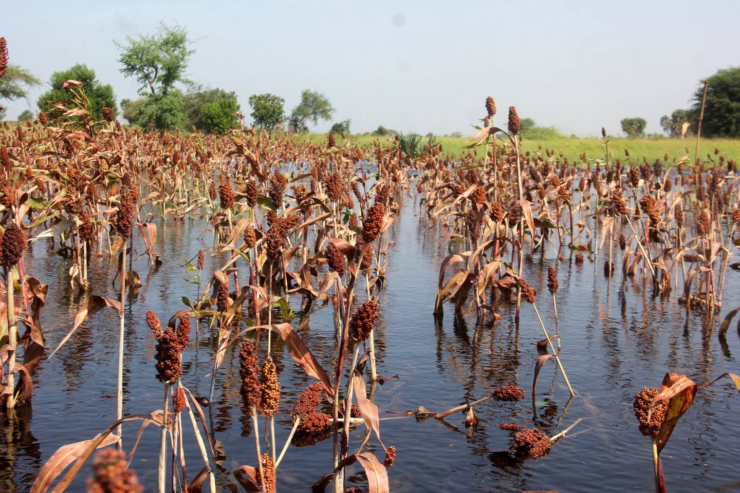 A submerged red sorghum field after heavy rain in Kournari village, on the outskirts of Ndjamena, Chad, on October 26. Flooding is one of the many threats faced by small-scale farmers because of climate change. Reuters.
