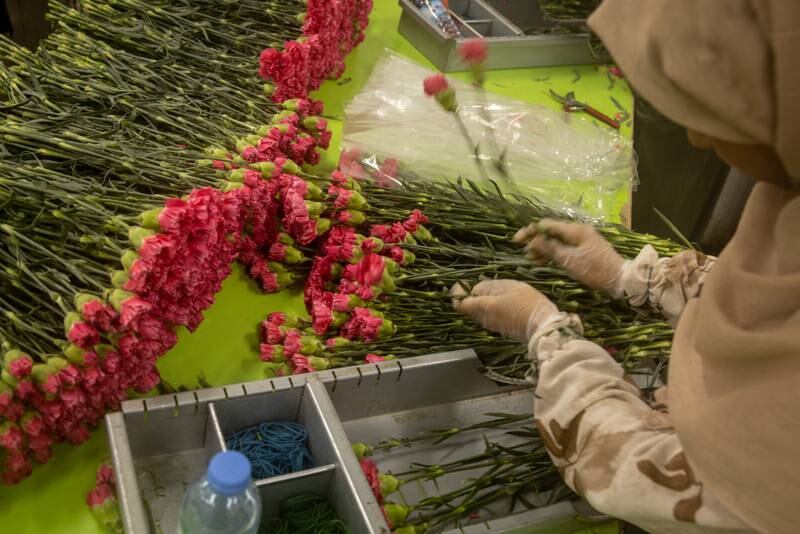 Carnations for shipments to the UK are prepared at a flower factory in Antalya. Getty