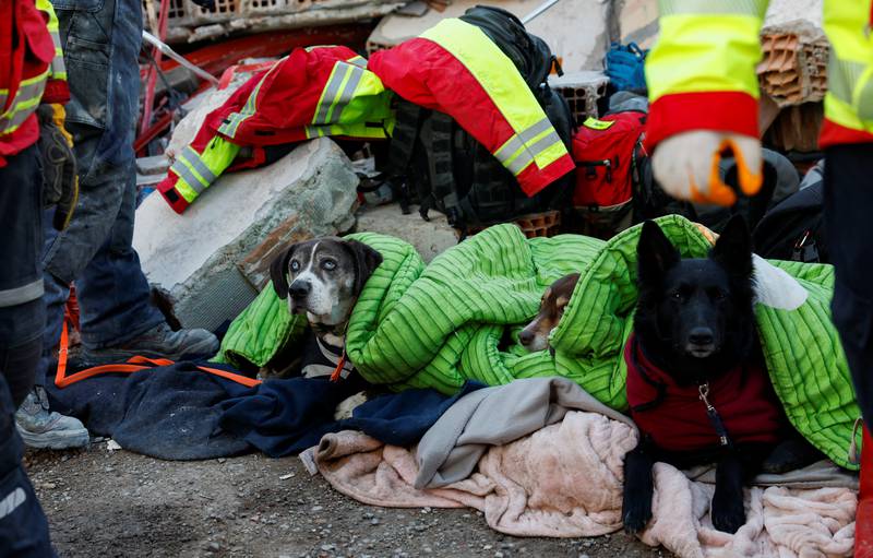 Dogs of the German International Search and Rescue team rest between operations in Kirikhan, Turkey. Reuters