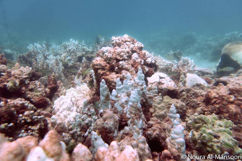 Bleached coral in the Arabian Gulf. Courtesy: Noura Al Mansoori