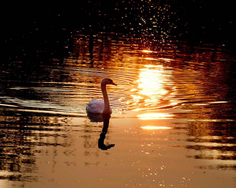 A swan glides over the small Nidda river in Frankfurt, Germany. AP Photo
