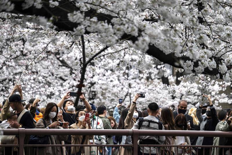 Cherry blossoms came to full bloom five days later than last year. AFP