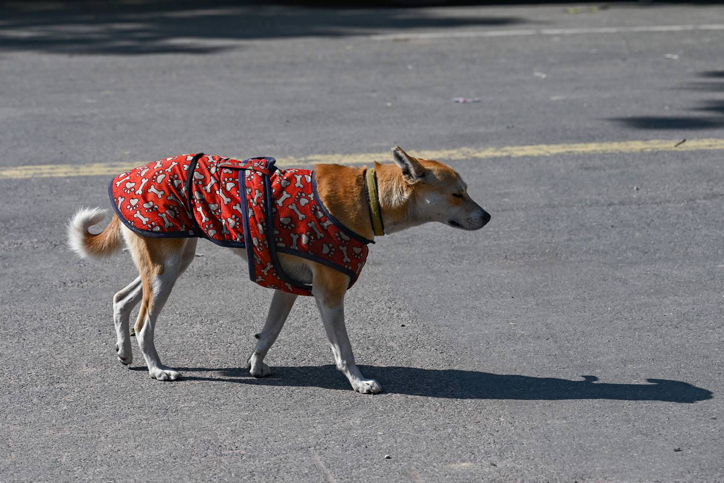 A stray dog roams the streets in New Delhi. AFP