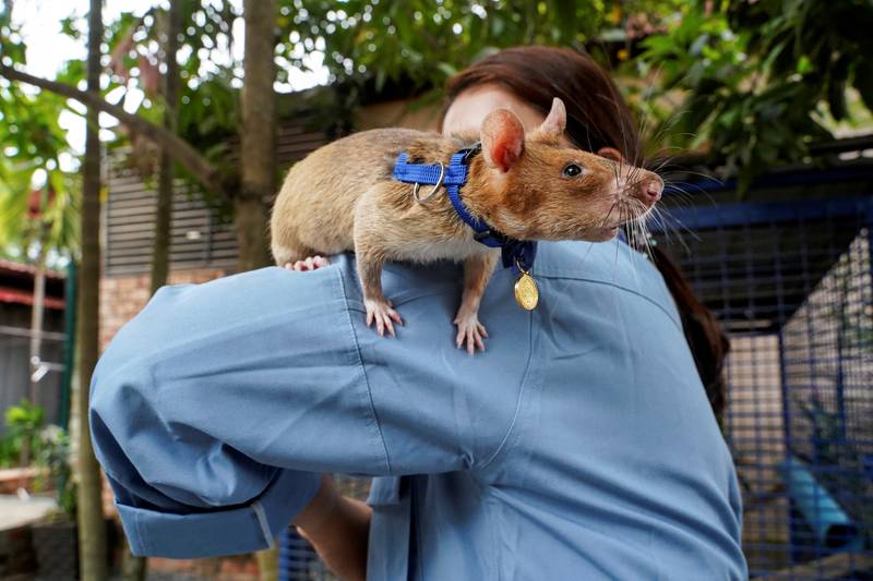 Shortly after retiring from detecting mines, Magawa sits on the shoulder of its former handler So Malen in Siem Reap, Cambodia. Reuters