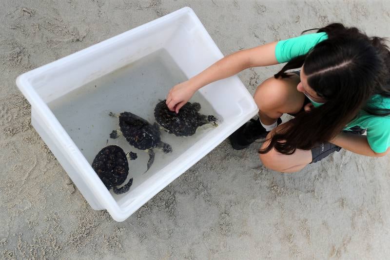 Hawksbill turtles are still hunted for their shells. In 2021, the Olive Ridley Project estimated as few as 57,000 survive worldwide.