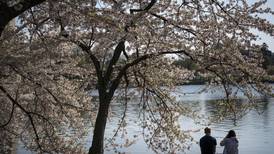 Washington celebrates National Cherry Blossom Festival