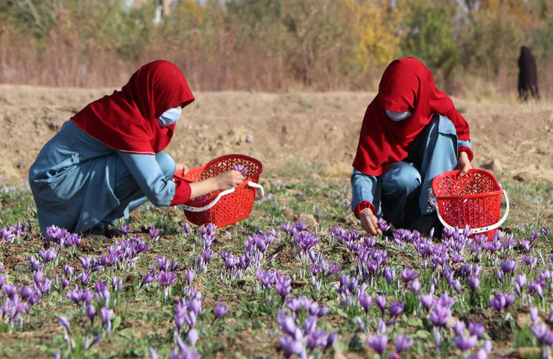 Afghan women pick saffron flowers.