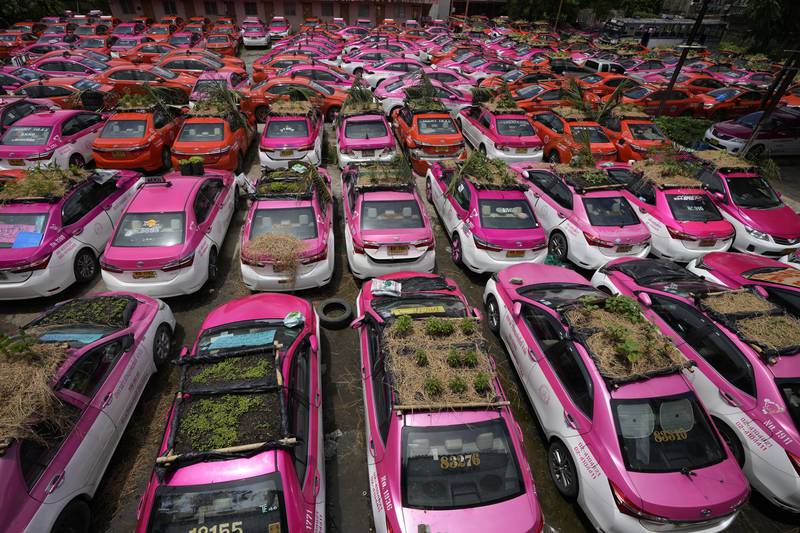 Miniature gardens are planted on the rooftops of unused taxis parked in Bangkok, Thailand, Thursday, Sept.  16, 2021.  Taxi fleets in Thailand are giving new meaning to the term "rooftop garden," as they utilize the roofs of cabs idled by the coronavirus crisis to serve as small vegetable plots and raise awareness about the plight of out of work drivers.  (AP Photo / Sakchai Lalit)