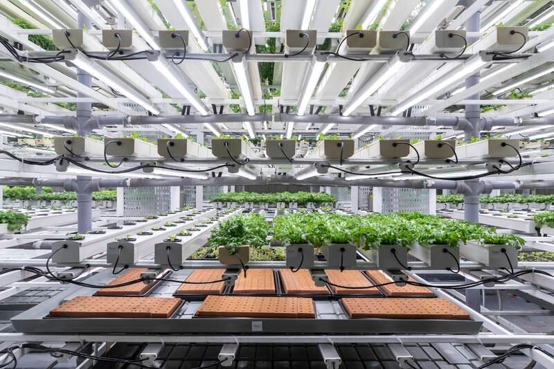 Hygrow hydroponic farm in Sharjah, which has teamed up with Hilton hotels to provide lettuce, herbs and other greens to hotels using vertical farming techniques. Antonie Robertson / The National
