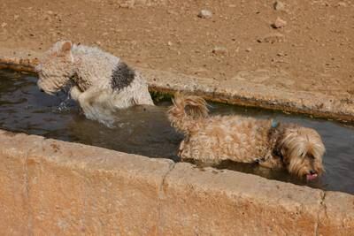 Dogs cool off in a drinking trough in Ronda, Spain, during record high temperatures for April. Reuters