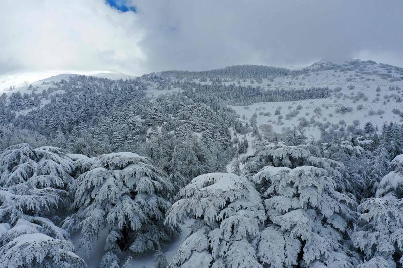 Cedar trees are blanketed in snow in Lebanon. AFP