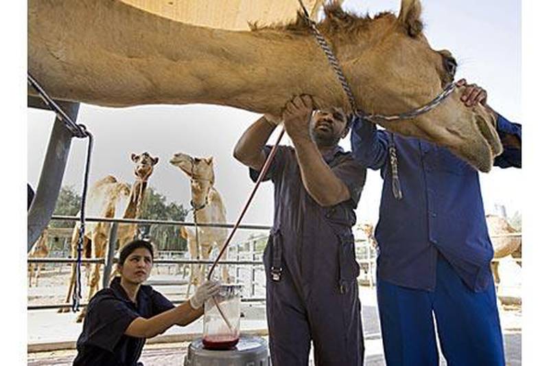 The microbiologist Sunitha Joseph, left, and Akbar Ali, a keeper, draw blood from camel 6A5 at the Central Veterinary Research Laboratory.