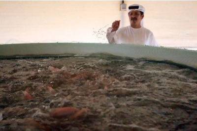 Abdulla Al Shaikh, public relations officer at Zayed Agricultural Centre for Development and Rehabilitation, feeds the fish in a breeding tank at the aquaponics system in Baniyas.