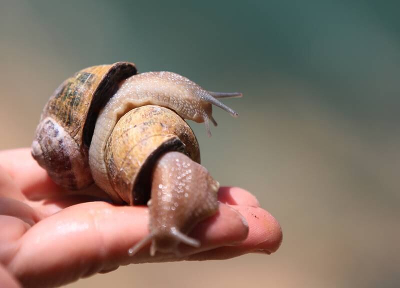 Snail breeding has become a flourishing business in Tunisia as farms capitalise on demand from restaurants and the beauty industry.  