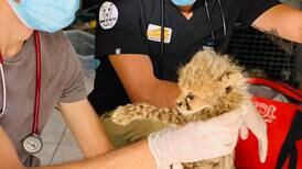 UAE action against wildlife trafficking stifles demand for cheetah cubs as exotic pets