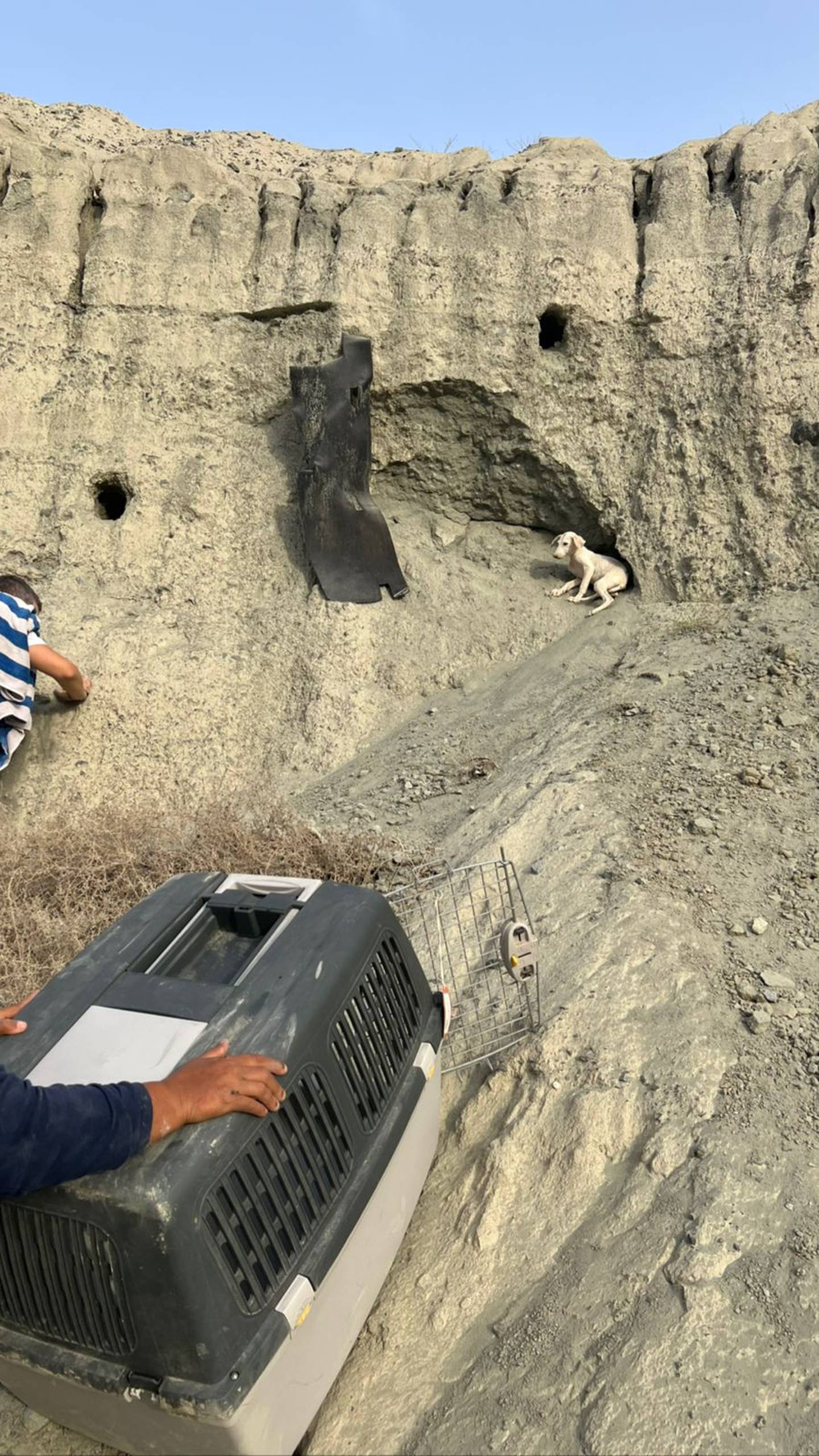 This four-month-old puppy was found trapped in a quarry after the floods in Fujairah. She is one of 400 dogs rescued by Animals and Us in need of a home. Photo: Animals and Us