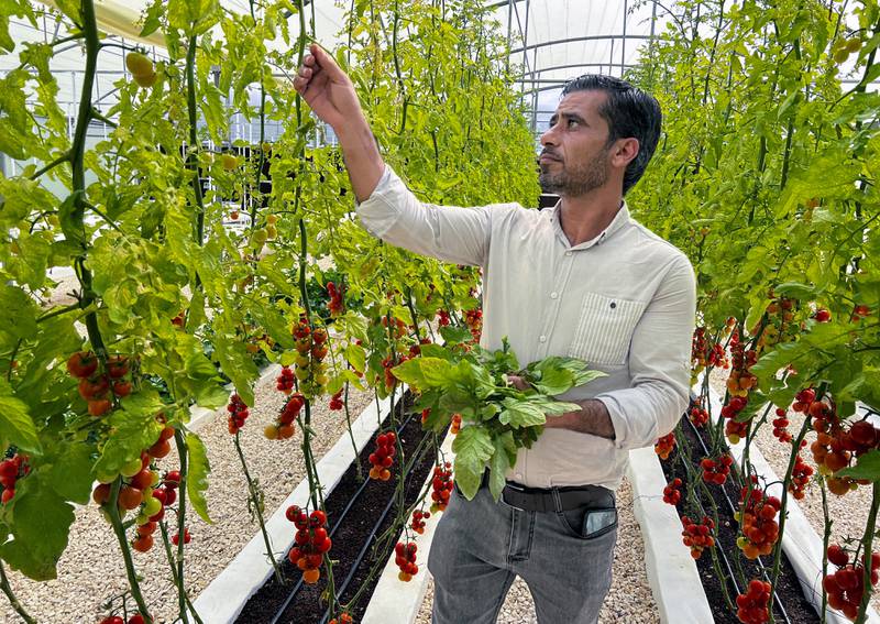 Bahjat Sawalmeh cuts the leaves of tomatoes grown using aeroponics at Faisal Farm in Jerash, Jordan. All photos: Reuters